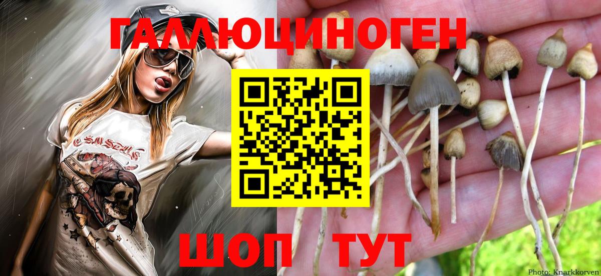 Гурьевск  Псилоцибиновые грибы мицелий  Вход с VPN 